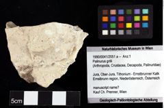 Foto (Objket + Etiketten) von Palinurus grilli 